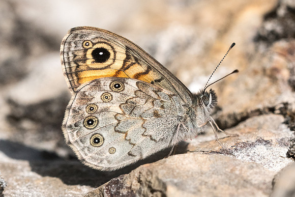 Lasiommata maera-4241 - Rimplas - 25/06/21