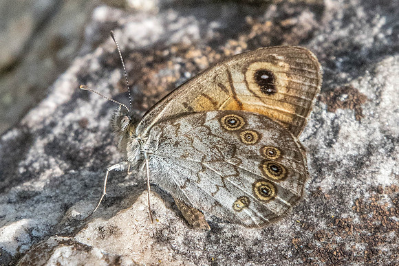 Lasiommata maera-7433 -Fontainebleau - 27/08/22
