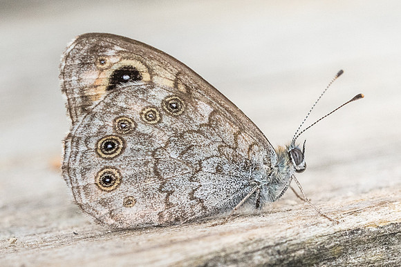 Lasiommata maera-9738 - Paris - 15/08/19
