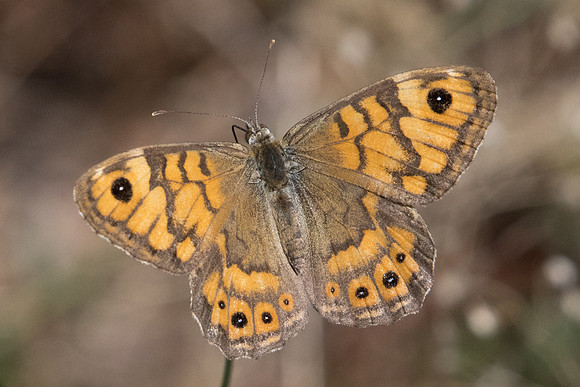 Lasiommata megera ♀-7332 - Fontainebleau - 27/08/22