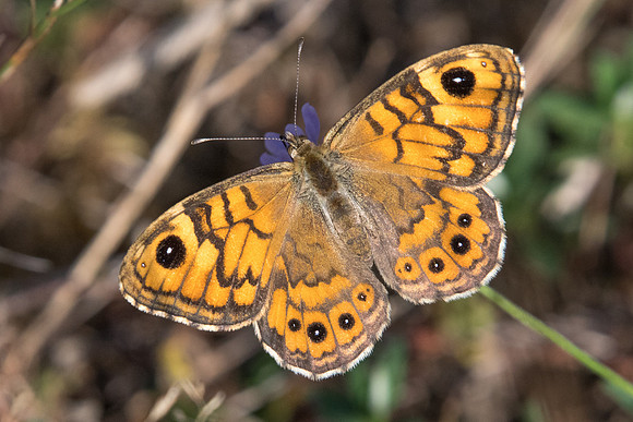 Lasiommata megera ♀-7270 - Fontainebleau - 27/08/22
