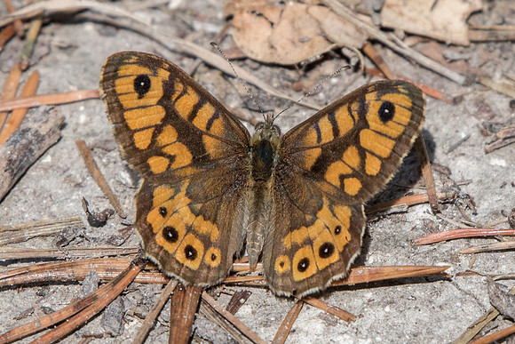 Lasiommata megera ♂ - 9473 - Fontainebleau - 14/08/19