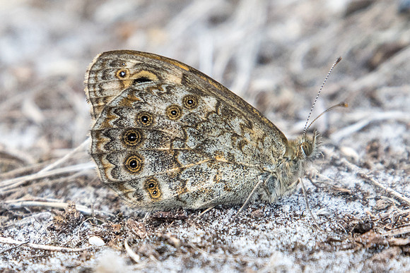 Lasiommata megera -7529 - Fontainebleau - 27/08/22