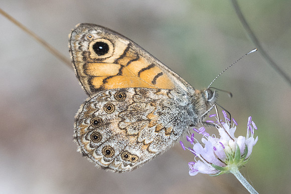 Lasiommata megera-7703 Fontainebleau - 27/08/22