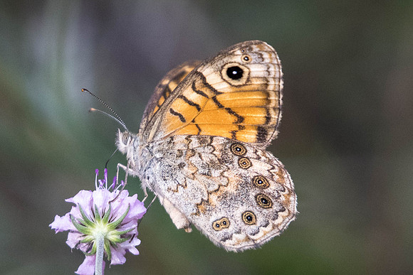 Lasiommata megera - 7469 - Fontainebleau - 27/08/22