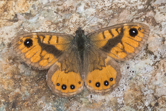 Lasiommata paramegaera ♂- 7911 - Vivario - 13/06/23