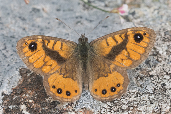 Lasiomata paramegaera ♂ - 7937 - Vivario - 13/06/23