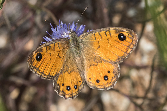 Lasiommata paramegaera-9320 - Corse - 18/06/23