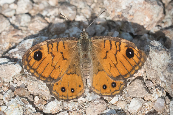 Lasiommata paramegaera-9346 - Corse - 18/06/23