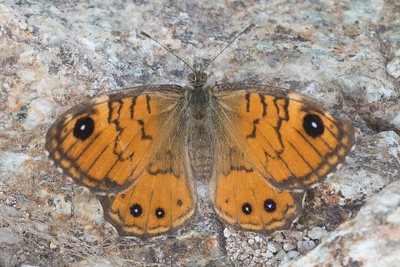 Lasiommata paramegaera-9355 - Corse - 18/06/23