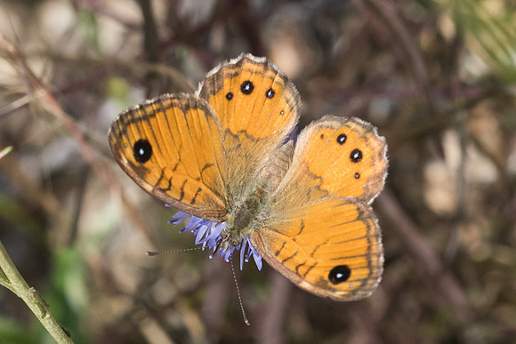 Lasiommata paramegaera-9326 - Corse  - 18/06/23