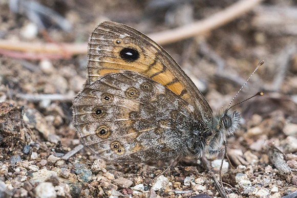 Lasiommata paramegaera-8112 - Vivario - 13/06/23