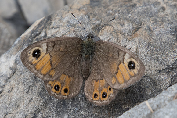 Lasiommata petropolitana - 4524 - Col de la Cayolle - 6/07/21