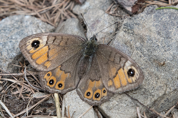 Lasiommata petropolitana-4546 - Col de la Cayolle - 6/07/21