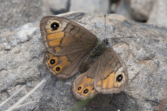 Lasiommata petropolitana ♀ -4517 - Col de la Cayolle - 6/07/21