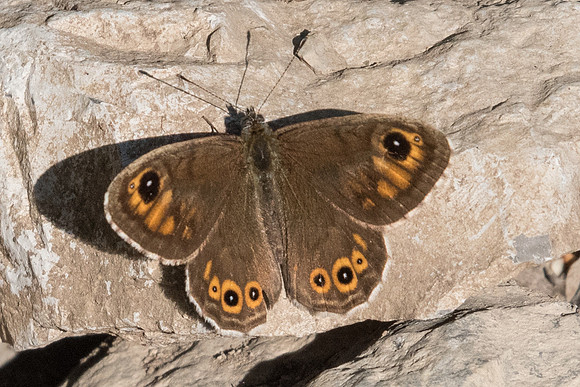 Lasiommata petropolitana-2162 - Col des champs - 30/06/20