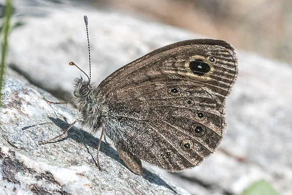 Lasiommata petropolitana-0381 - Cervières - 30/06/21