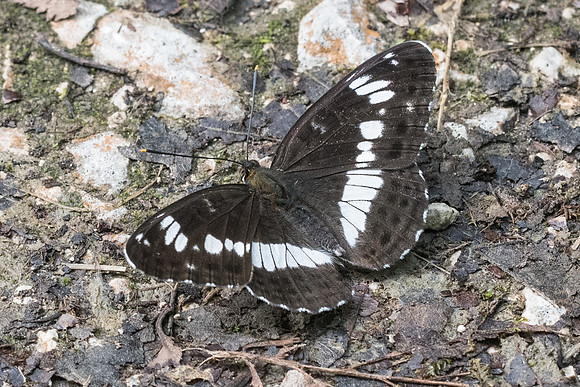 Limenitis camilia-0128 - Châtillon sur seine - 9/06/22