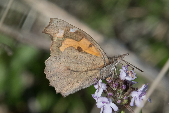 Libythea celtis-0695 - Belgentier - 13/04/21