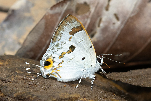 Hypolycaena othona othona-1322 - Chiang Dao - 17/03/24