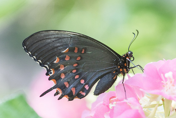 Papilio erostratus erostratus-8580