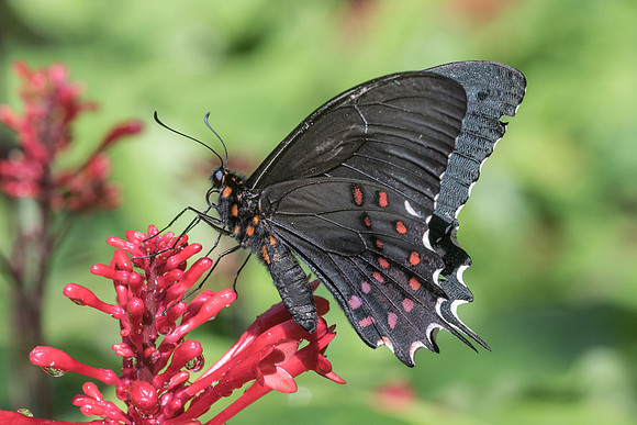 Papilio erostratus erostratus-8564