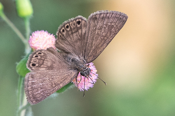 Timochreon satyrus satyrus-8496