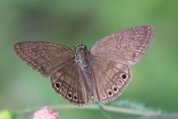 Timochreon ou Zopyrion satyrus satyrus-8502