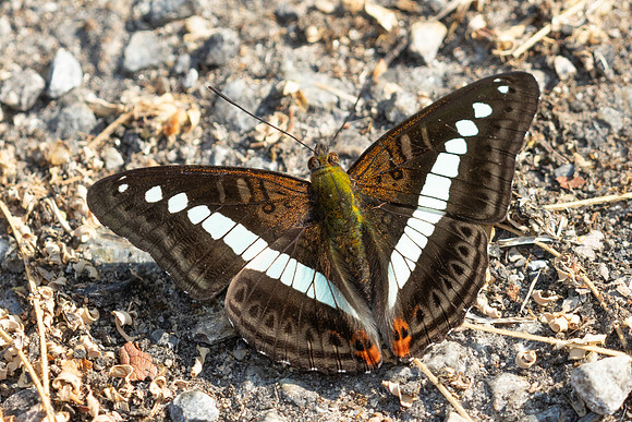 Sumalia daraxa daraxa-5098