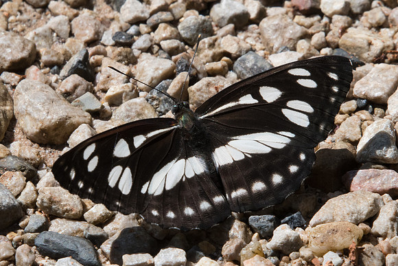 Phaedyma columella-8399  - Chiang Dao - 14/11/23