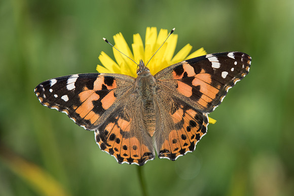 Vanessa cardui-3357  Dolomites