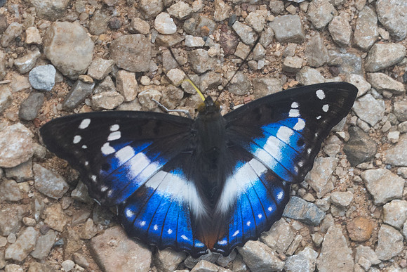 Mimathyma ambica miranda-9020 - Chiang Dao - 14/11/23