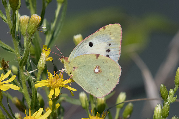 Colias crocea sp helice ♀-9434 route Apricale -Cervo 16/09/20