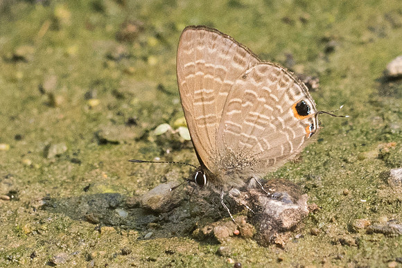 Nacaduba berenice aphya -8965 - Chiang Dao - 11/03/23