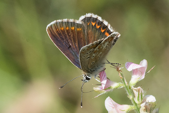 Aricia sp-5965 - Llo 20/07/23