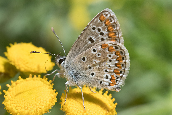 Aricia sp-5898 - Llo - 20/07/23