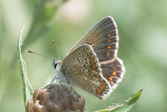 Aricia sp-5990 - Llo - 20/07/23