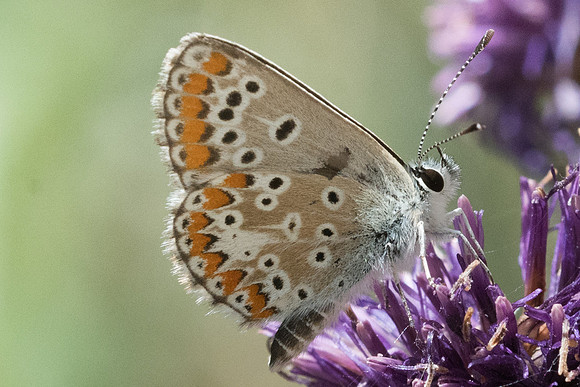 Aricia sp-5996 - Llo - 20/07/23