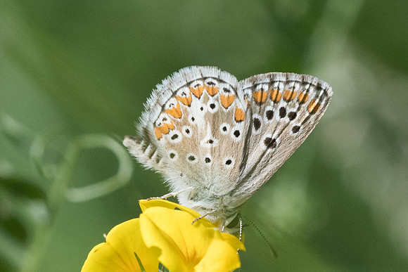 Aricia sp-6044 - Llo - 20/07/23