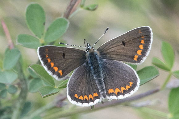 Polyommatus icarus ♀-6188 - Vence - 13/05/21