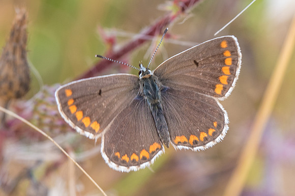 Aricia agestis ♀