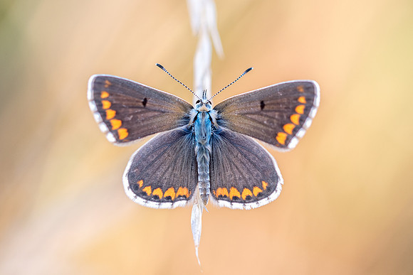Aricia agestis ♂- Précy - 14/07/17