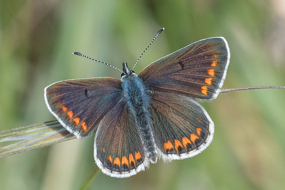 Polyommatus icarus ♀ -3555 - Peille - 8/05/21