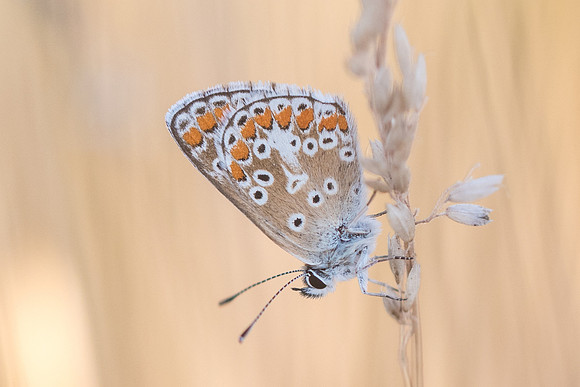 Aricia agestis-8884 - Précy - 15/07/17