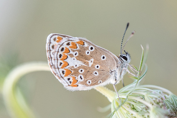 Aricia agestis-8702 - Précy -  14/07/17