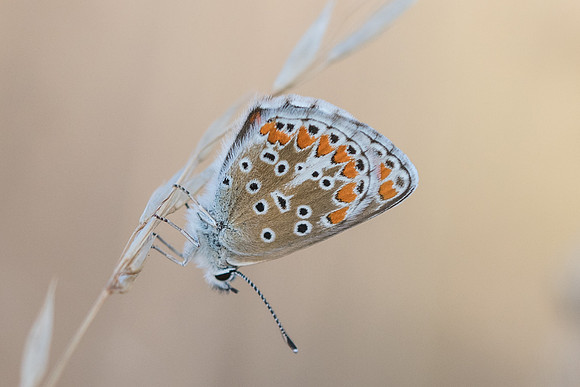 Aricia agestis-9421 - Précy - 15/07/17