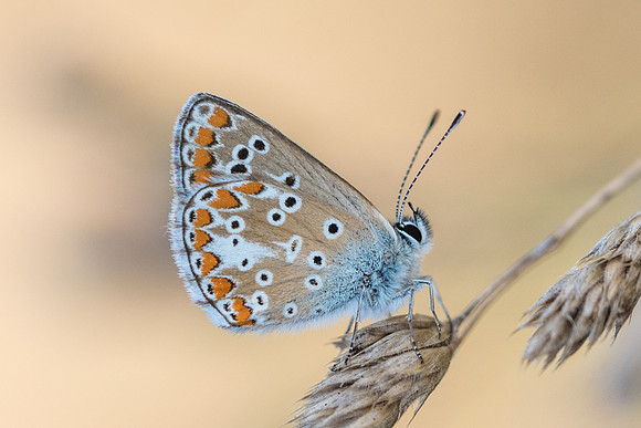 Aricia agestis - Précy - 15/07/17