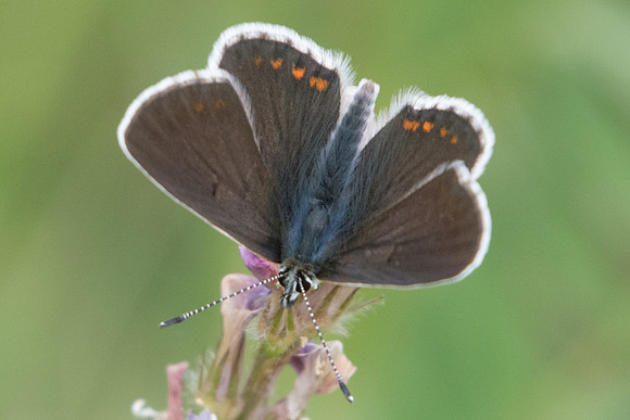 Aricia artaxerxes f allous-4863 - Estenc (1780 m)- 6/07/21