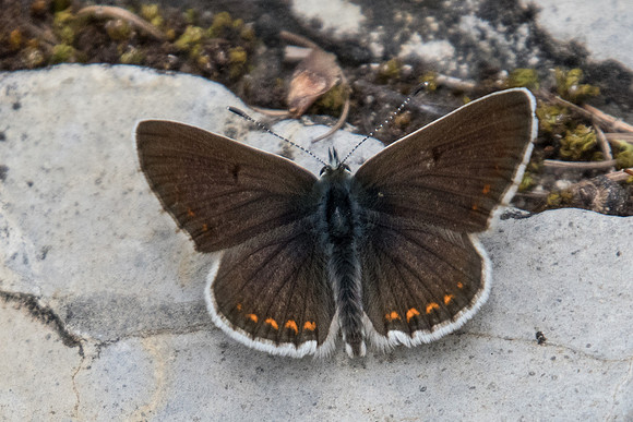 Aricia artaxerxes-4966 - Estenc (1780m) -  6/07/21