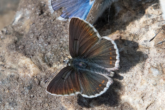Aricia artaxerxes-2751 - Puy St André - 19/07/22